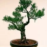 Guida step-by-step: Come fare bonsai di ginepro con successo