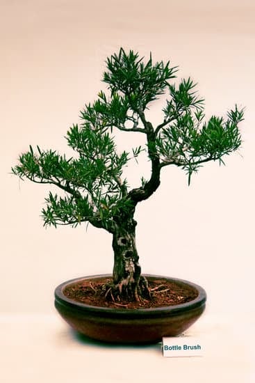 Come Fare Bonsai Di Ginepro 1 Guida step-by-step: Come fare bonsai di ginepro con successo