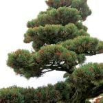 Come Ancorare Boschetto Bonsai Su Pietra Come ancorare boschetto bonsai su pietra: utilizza filo metallico e risina ecologica per fissare le radici