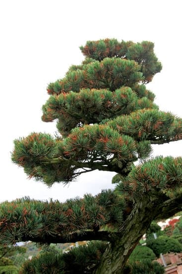 Come Ancorare Boschetto Bonsai Su Pietra 1 Come ancorare boschetto bonsai su pietra: utilizza filo metallico e risina ecologica per fissare le radici