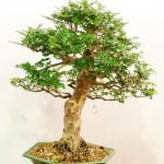 Come Curare Un Bonsai Di Finto Pepe Scopri come curare un bonsai di finto pepe con i nostri consigli esperti