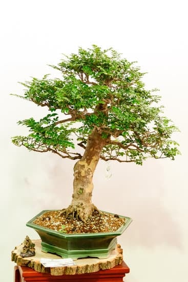 Scopri come curare un bonsai di finto pepe con i nostri consigli esperti