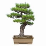 Scopri il miglior momento per la potatura del bonsai ficus durante il periodo giusto
