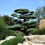 Che Significato Ha La Parola Bonsai Scopri il significato della parola chiave 'bonsai' e la sua storia millenaria in Giappone