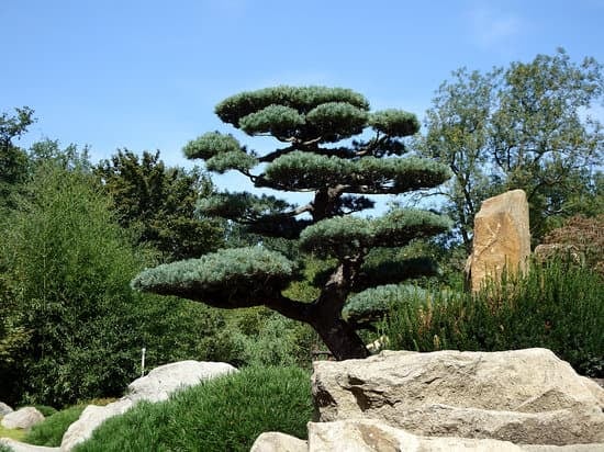 Scopri il significato della parola chiave 'bonsai' e la sua storia millenaria in Giappone