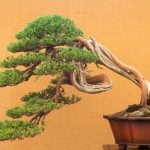 Come Curare Ulivo Bonsai Consigli per curare ulivo bonsai: guida pratica