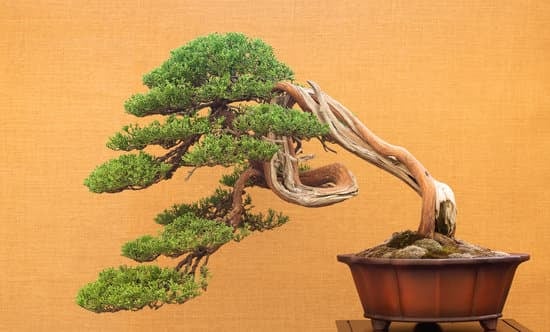 Come Curare Ulivo Bonsai 1 Consigli per curare ulivo bonsai: guida pratica