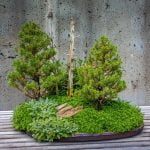 Quante Volte Bisogna Innaffiare Il Bonsai Con la parola chiave QUANTE VOLTE BISOGNA INNAFFIARE IL BONSAI, scrivi: Segui la guida specifica per ogni specie