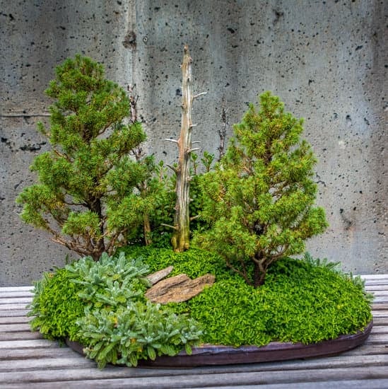 Quante Volte Bisogna Innaffiare Il Bonsai 1 Con la parola chiave QUANTE VOLTE BISOGNA INNAFFIARE IL BONSAI, scrivi: Segui la guida specifica per ogni specie