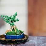 Quale Bonsai Per Iniziare quale bonsai per iniziare