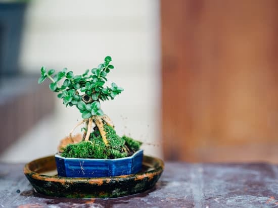 Quale Bonsai Per Iniziare 1 quale bonsai per iniziare