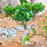 Come Fare Rivivere Un Bonsai Segui questi semplici passaggi per far rivivere un bonsai