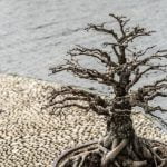Come Si Cura Il Ficus Benjamina Bonsai Come curare il Ficus Benjamina Bonsai: consigli pratici e semplici