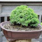 Come Riconoscere Un Bonsai Maschio Come riconoscere un bonsai maschio: segreti e consigli per distinguere il genere della pianta in modo efficace