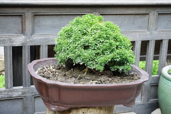 Come Riconoscere Un Bonsai Maschio 5 Come riconoscere un bonsai maschio: segreti e consigli per distinguere il genere della pianta in modo efficace