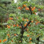 Quando Si Lega Azalea Mese Bonsai Quando si lega azalea mese bonsai: cura e potatura per una crescita sana