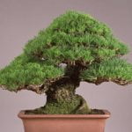 Come Creare Bonsai Con Un Noce Guida pratica su come creare bonsai con un noce: passo dopo passo