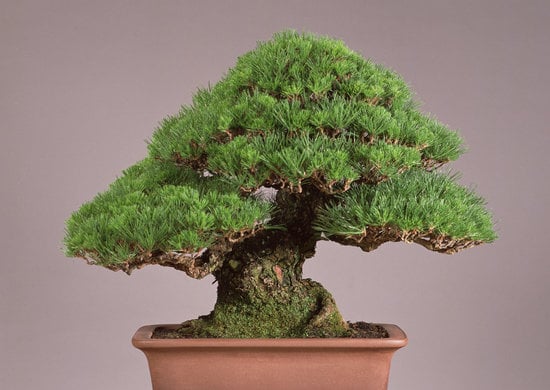 Come Creare Bonsai Con Un Noce 1 Guida pratica su come creare bonsai con un noce: passo dopo passo
