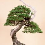 Come Tenere Bonsai Allinterno Guida su come tenere bonsai all'interno