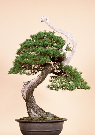 Guida su come tenere bonsai all'interno
