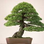 Guida pratica: Costruire una serra per bonsai in 5 semplici passaggi