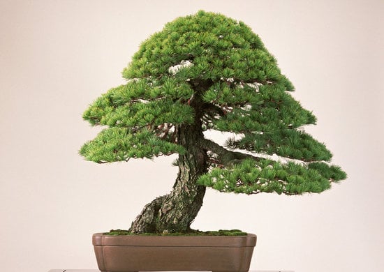Come Costruire Una Serra Per Bonsai 1 Guida pratica: Costruire una serra per bonsai in 5 semplici passaggi