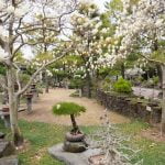 Quante Volte Bisogna Annaffiare Il Bonsai Annaaffiare il bonsai: regole e frequenza