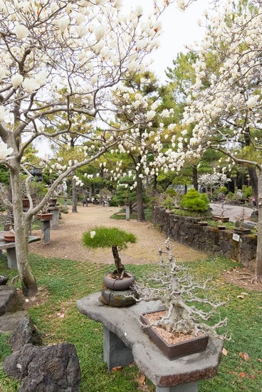 Quante Volte Bisogna Annaffiare Il Bonsai 1 Annaaffiare il bonsai: regole e frequenza
