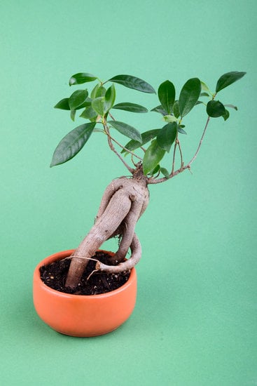 Come Fare Manutenzione Al Bonsai 1 Guida dettagliata su come fare manutenzione al bonsai per mantenerlo sano e rigoglioso