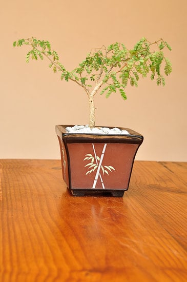 Guida pratica su come fare talee di bonsai per un giardino rigoglioso e verde