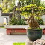 Quando Piegare Un Fico Bonsai Quando piegare un fico bonsai: consigli utili per la cura e la crescita ottimale