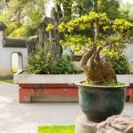 Quando piegare un fico bonsai: consigli utili per la cura e la crescita ottimale