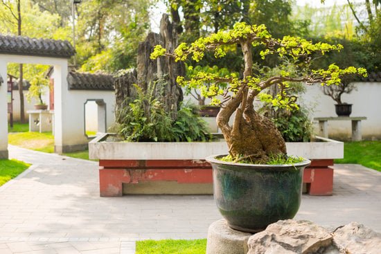 Quando Piegare Un Fico Bonsai 1 Quando piegare un fico bonsai: consigli utili per la cura e la crescita ottimale