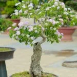 Guida passo-passo su come fare un bonsai da una pianta normale