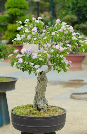 Guida passo-passo su come fare un bonsai da una pianta normale