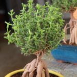 Quale E' La Temperatura Ideale Per Il Bonsai Shape Mantieni la temperatura ideale per la forma del bonsai per favorire la crescita sana