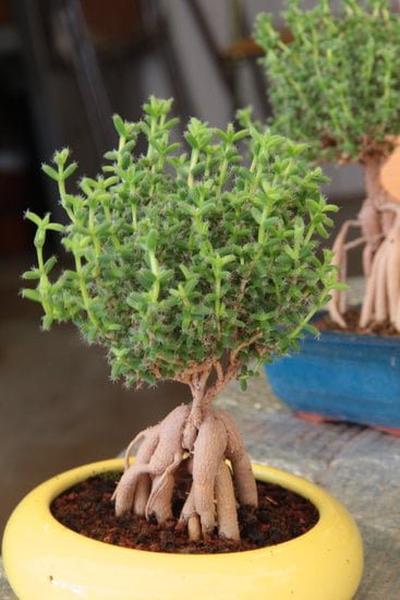Quale E' La Temperatura Ideale Per Il Bonsai Shape 1 Mantieni la temperatura ideale per la forma del bonsai per favorire la crescita sana