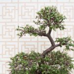 Dove Tagliare Bonsai Scopri dove tagliare bonsai per una crescita armoniosa e curata