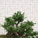 Quale E Il Significato Di Bonsai Scopri il significato della parola chiave 'bonsai' e impara come coltivare un bonsai con successo