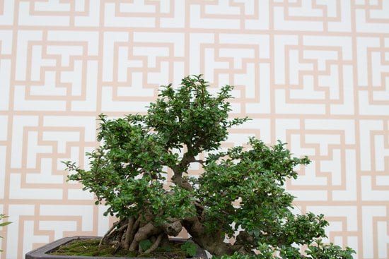 Quale E Il Significato Di Bonsai 1 Scopri il significato della parola chiave 'bonsai' e impara come coltivare un bonsai con successo