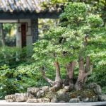 Perché Bonsai Perde Le Foglie Come prevenire che il bonsai perda le foglie: consigli per curare al meglio la pianta