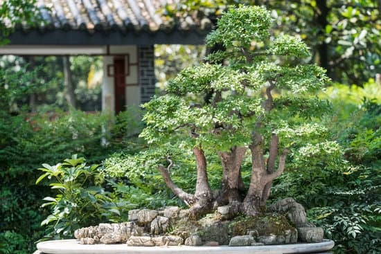 Perché Bonsai Perde Le Foglie 1 Come prevenire che il bonsai perda le foglie: consigli per curare al meglio la pianta