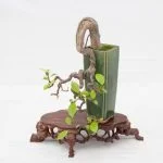 Tecniche di potatura per gli ulivi bonsai: guida pratica