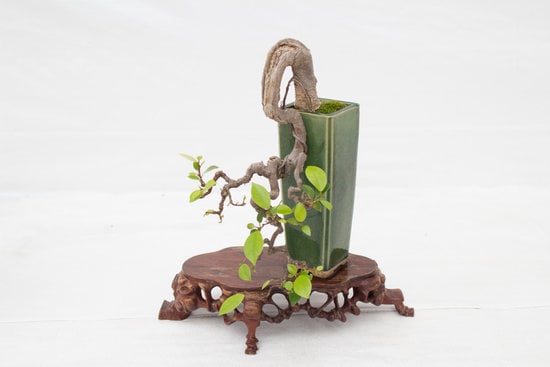 Come Potare Gli Ulivi Bonsai 1 Tecniche di potatura per gli ulivi bonsai: guida pratica