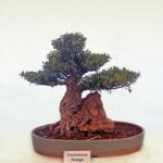 Come Fare Un Bonsai Peperoncino Guida pratica su come fare un bonsai peperoncino: consigli, tecniche e cura