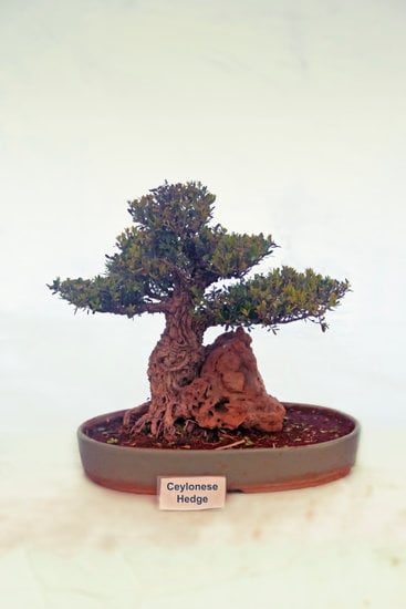 Come Fare Un Bonsai Peperoncino 1 Guida pratica su come fare un bonsai peperoncino: consigli, tecniche e cura