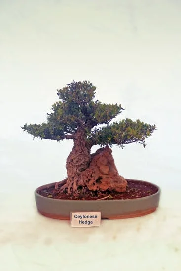 Guida pratica su come fare un bonsai peperoncino: consigli, tecniche e cura