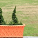 Come Si Fa Un Bonsai Da Portucalaria Guida dettagliata su come si fa un bonsai da Portucalaria: passo dopo passo