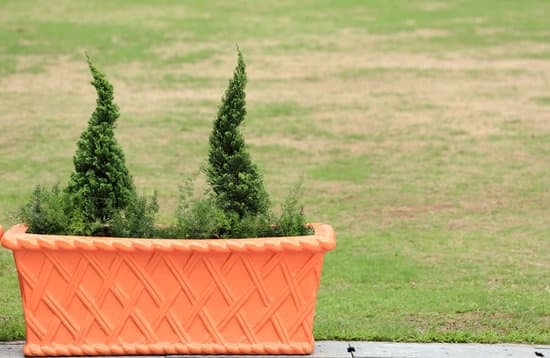 Come Si Fa Un Bonsai Da Portucalaria 7 Guida dettagliata su come si fa un bonsai da Portucalaria: passo dopo passo