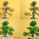 Dove Raccogliere Bonsai in Natura Scopri i luoghi dove raccogliere bonsai in natura: boschi, parchi, giardini botanici